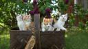 forcats 0.5.0